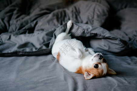 睡着的可爱吉娃狗躺着在床上脸毯子下躺床上图片
