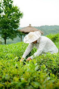 农民采摘茶叶图片