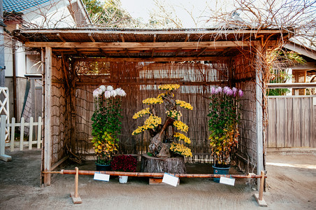 菊径村201年月日ChibaJpnChrysantemukijapnes花朵安排在古代村镇Edo的无村露天航空博物馆背景