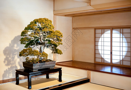 禅丽斯村201年月日Omiyastmjpnuiperbunsai在Bonsai村mybtsi博物馆传统日本风格的木桌背景