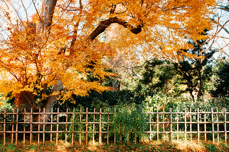 黄色秋叶子和竹栅栏在武士村Sakur市ChibJpn背景图片
