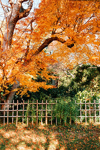黄色秋叶子和竹栅栏在武士村Sakur市ChibJpn背景图片