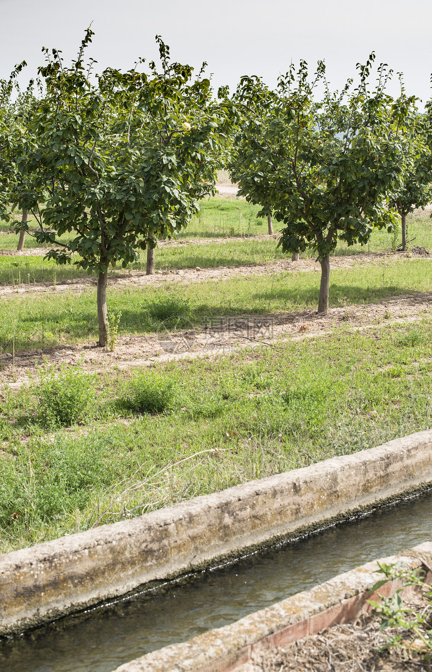 排成一行的灌溉运河和果树图片