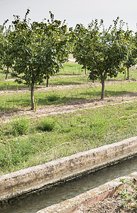 排成一行的灌溉运河和果树图片