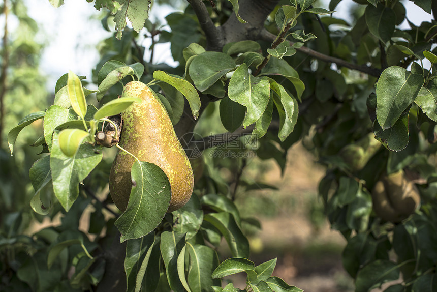 果园中的梨子树枝缝合上的梨子图片