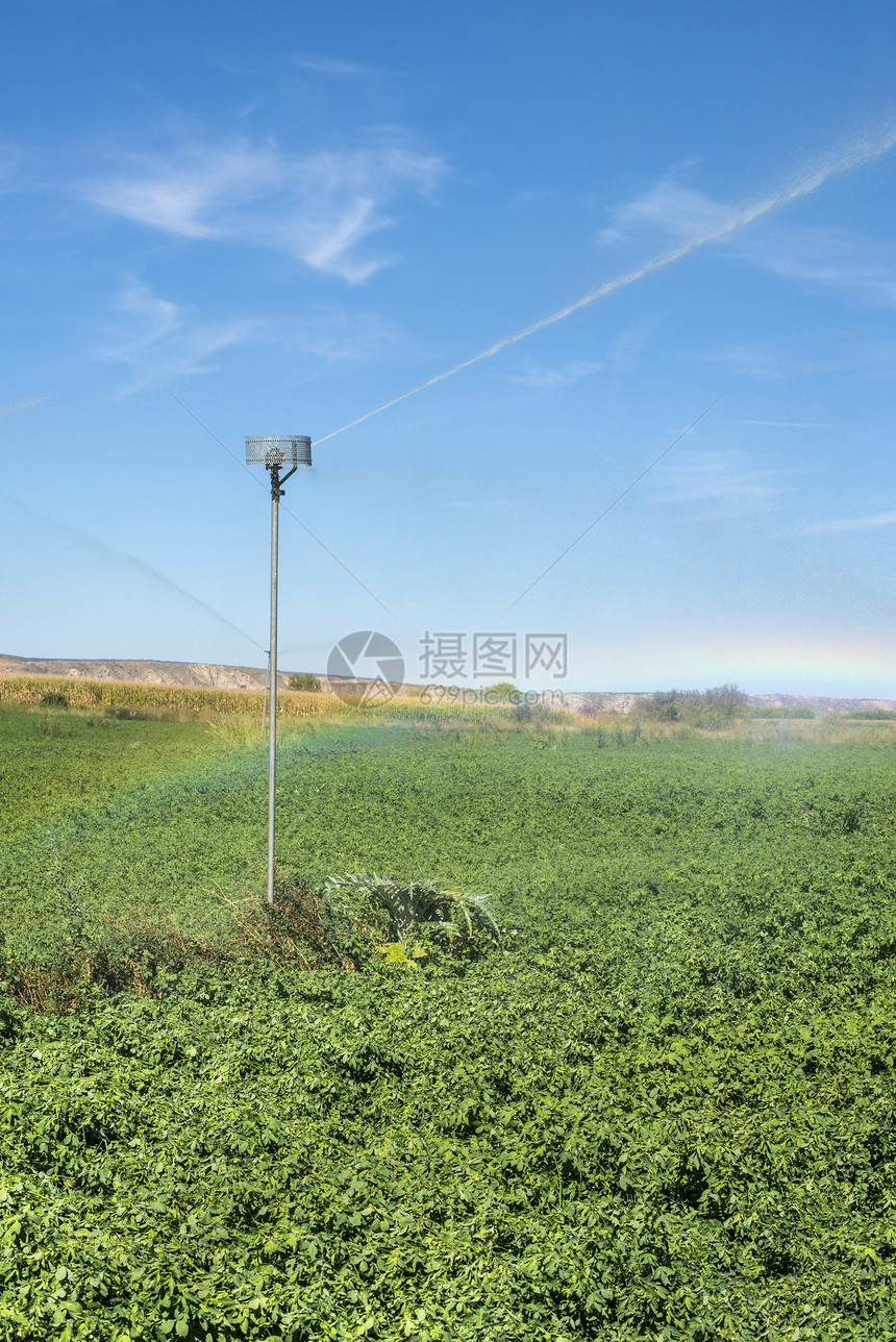 田地上喷水给植物图片