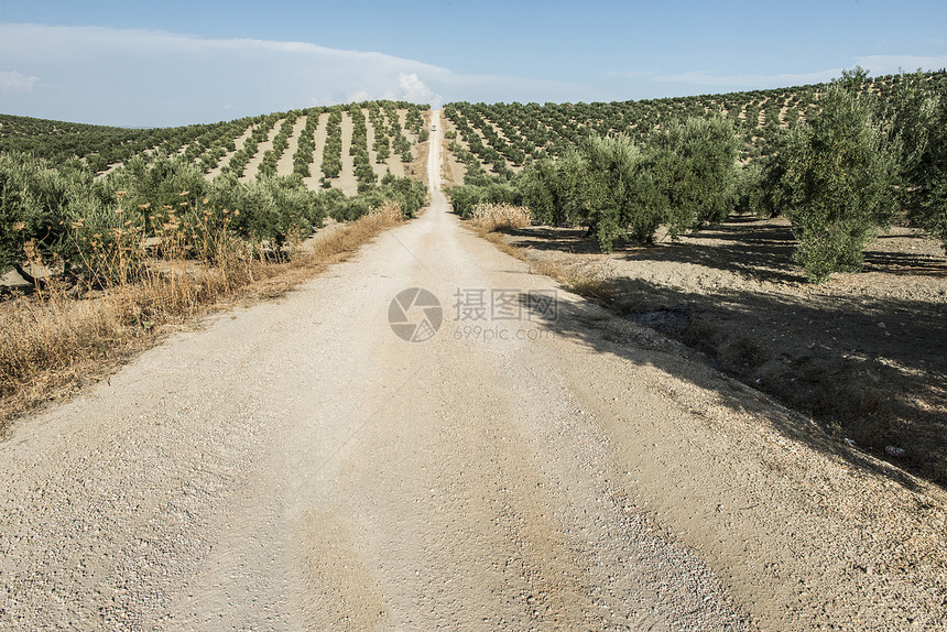 橄榄种植园的道路图片
