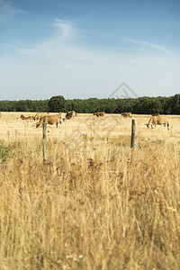 在农场里放牧黄草的牛图片