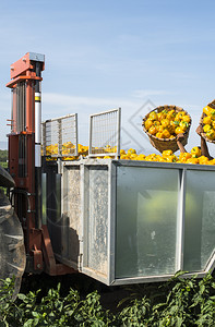 农用收割机在田里采摘黄辣椒图片