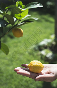 年轻的柠檬树和水果手握新鲜柠檬高清图片