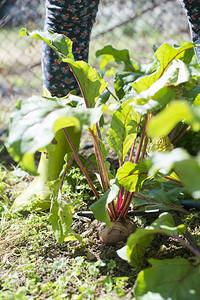 女人在花园里吃甜菜阳光明媚的一天图片