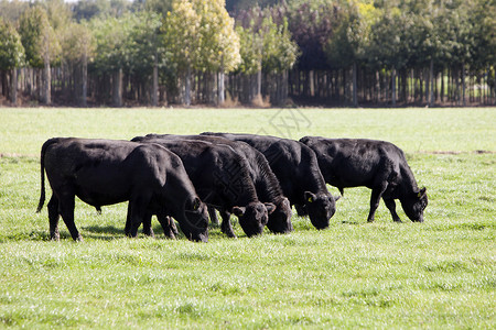 在草地上吃草的黑牛图片