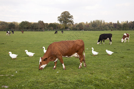 红牛和白鹅绿草地上的青图片