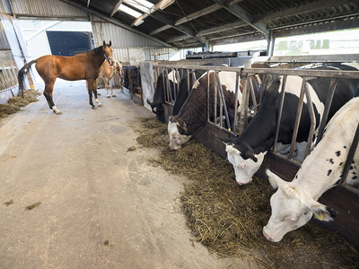 两匹马和黑奶牛在内地农场的谷仓里图片