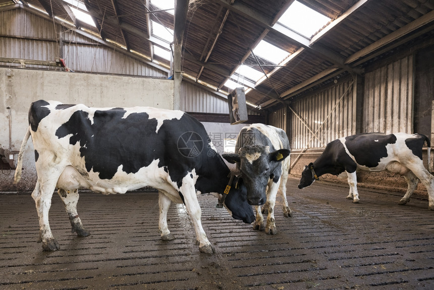 发现两头荷尔斯坦奶牛和公在荷兰河畔杜查农场的谷仓里图片