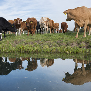 水边的小奶牛牛群和小在绿草地原上放牧反映于荷兰河内Houten和rch附近杜特奇运河的水中背景