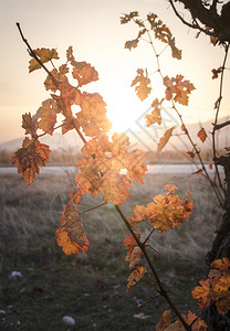 秋天树叶日出和黄树叶日光束图片