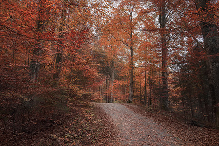 秋天树林上下都掉满了红黄色的树叶图片