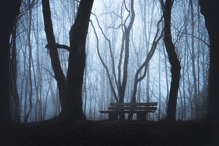 一片森林里有木凳的寒冷秋色风景一片无叶树和浓雾的光影森林黑暗森林图片
