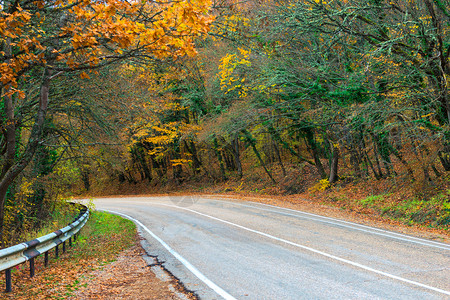 秋季黄色落叶的公路图片
