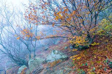 山上秋天浓雾景象图片
