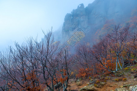 山雾秋林的风景图片