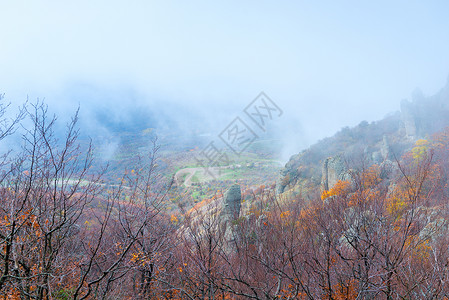 山雾秋林的风景图片