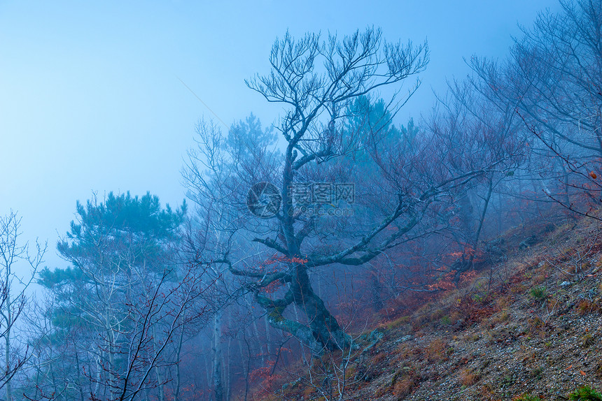 山上坡的树木在秋天阴云和雾中在神秘的风景下图片