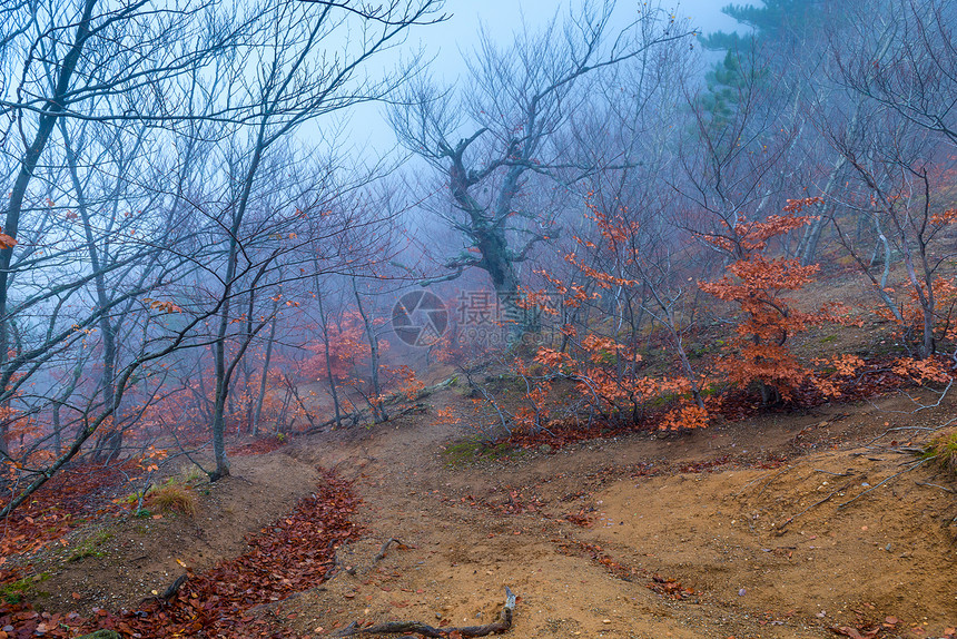 在秋天和大雾之日在树的斜坡上有山岳那是神秘的景象图片