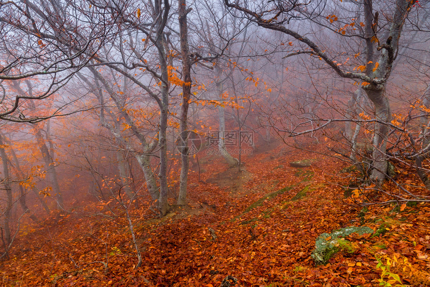 在秋天的山丘的雾树图片