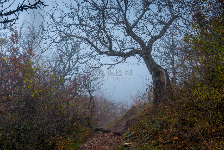 在秋天的山丘的雾树图片