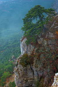 高陡峭悬崖上的树木图片