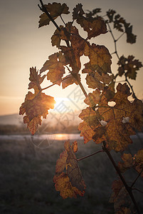 秋天树叶日出和黄树叶日光束图片
