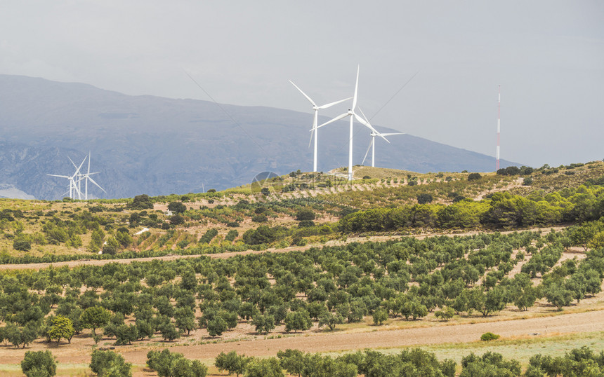 山丘和橄榄树上的风涡轮机图片