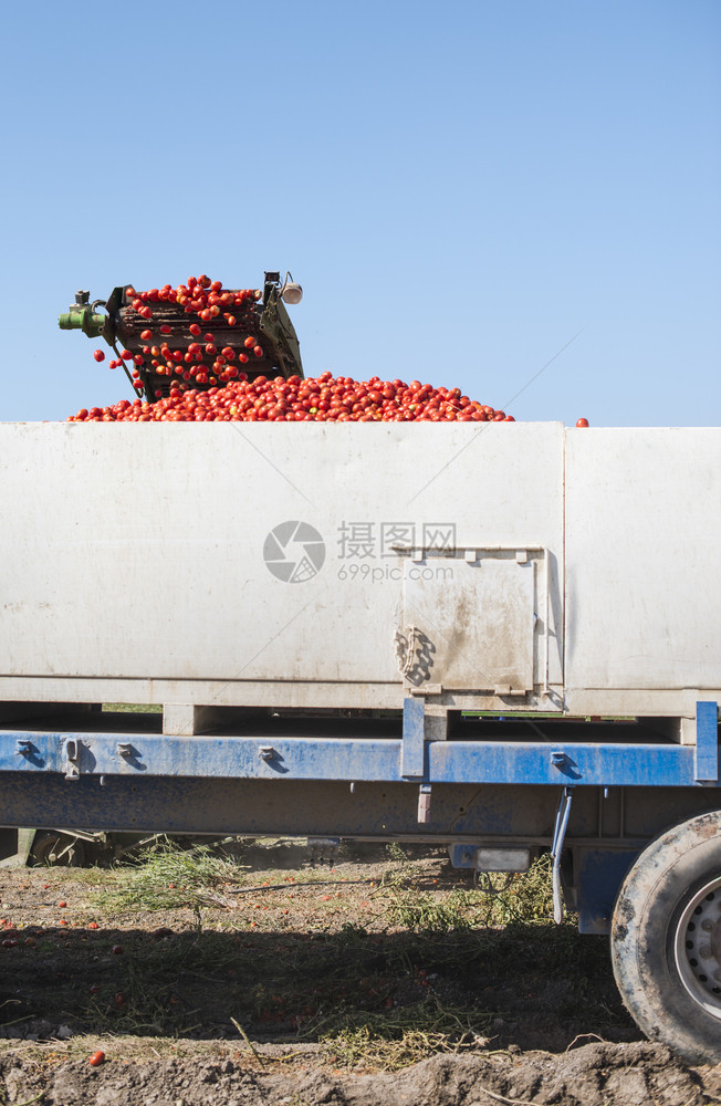 收割器在拖车上集西红柿图片