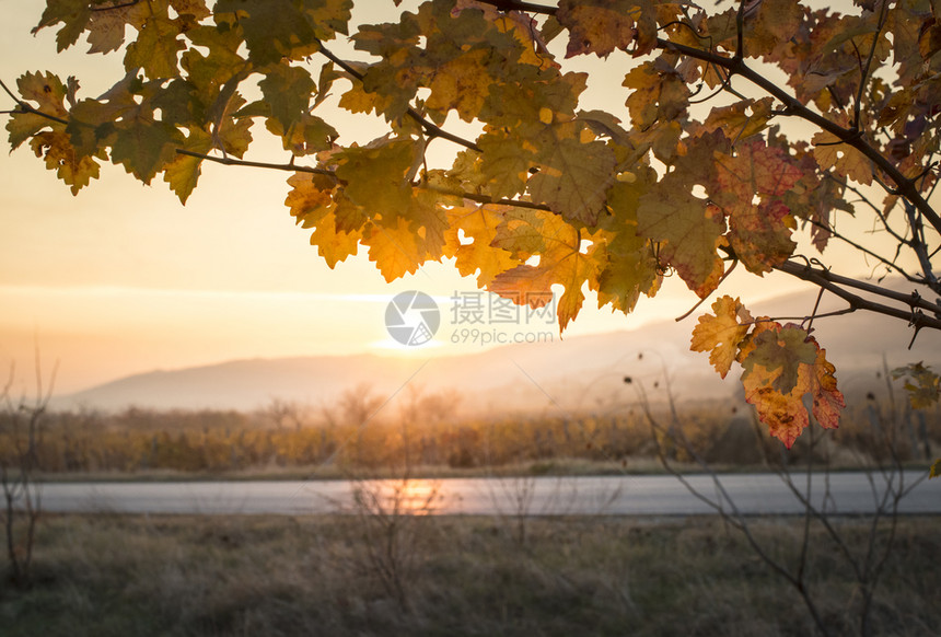 秋天树叶日出和黄树叶图片