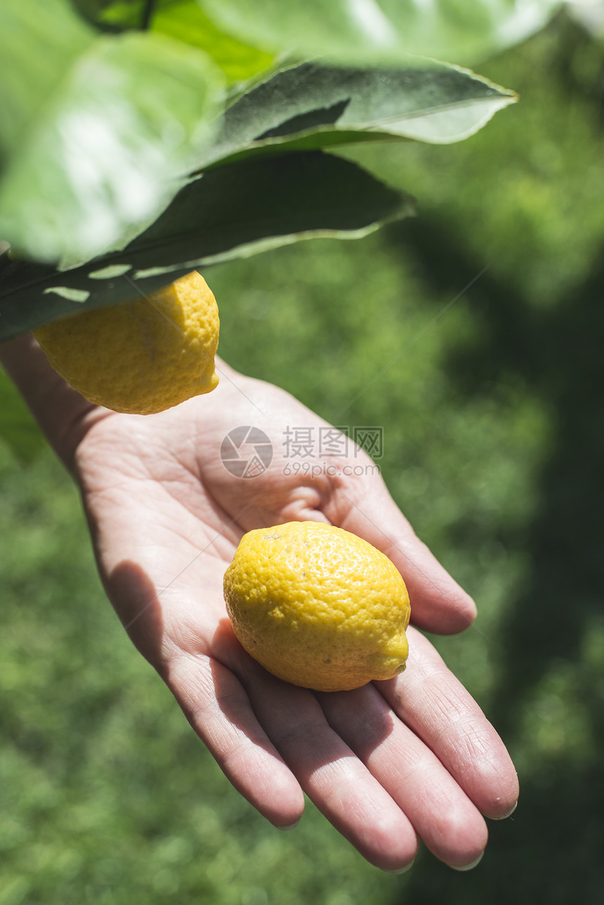 年轻的柠檬树和水果手握新鲜柠檬图片
