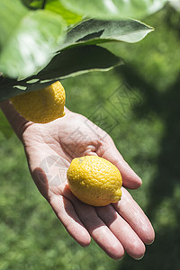 年轻的柠檬树和水果手握新鲜柠檬背景图片