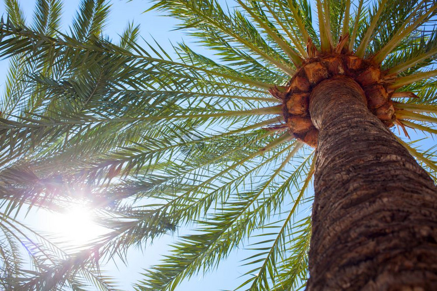 蓝天空下棕榈树顶端的图片