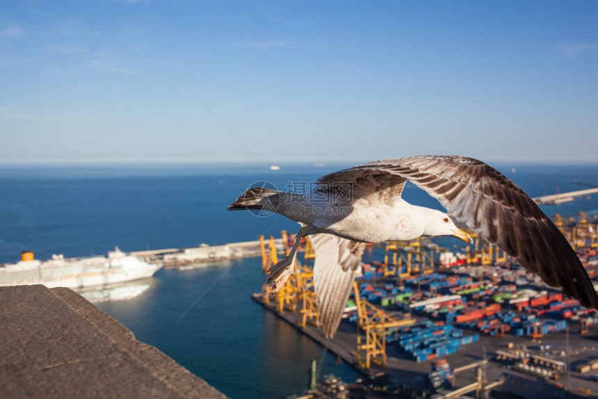 海鸥在巴塞罗纳西班牙巴塞罗纳和的港口上空图片