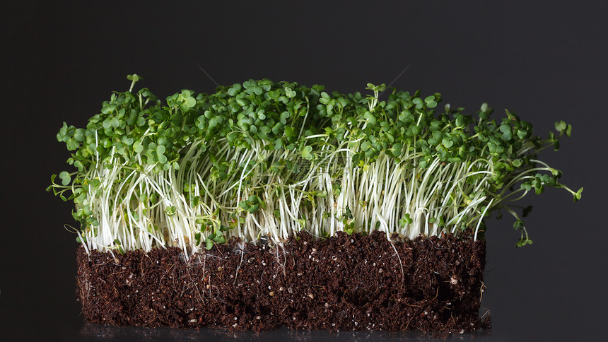 健康饮食和蔬菜的概念在黑土有机壤中生长的青绿谷物图片