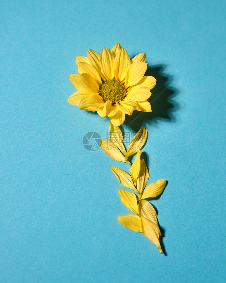 蓝色背景的黄卡米尔花和瓣蓝色背景的花朵平板顶角面视图蓝色背景的花朵和瓣黄色芽图片