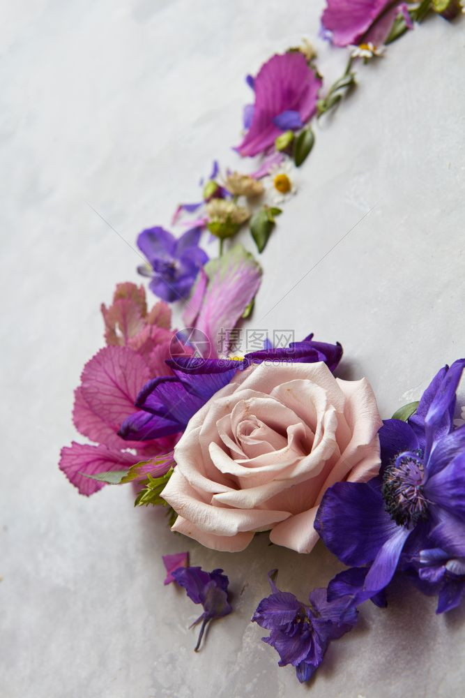 紫花在浅色背景的紫花边角框玫瑰图片