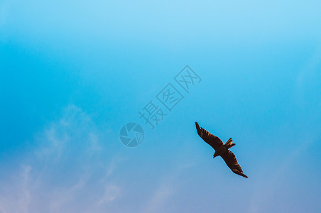 猎鹰在天空中飞行背景图片