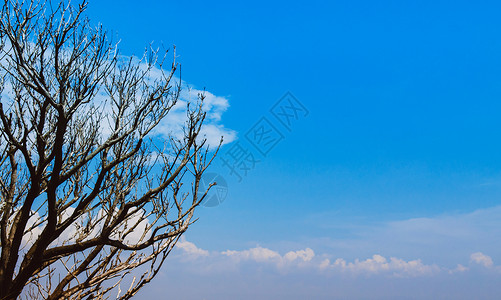 美丽的树枝与蓝色天空相对云层与复制空间自然背景图片