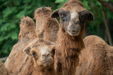青壮的家养骆驼高清图片