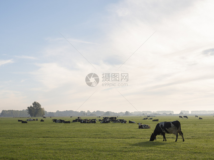 荷兰维亚宁和埃弗丁根之间有树的草地上的奶牛图片