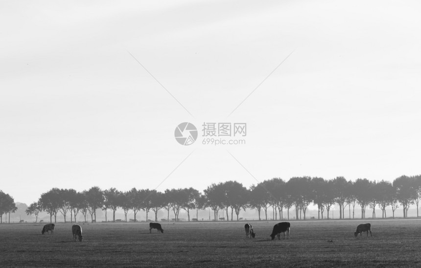 荷兰维亚宁和埃弗丁根之间有树的草地上的奶牛图片