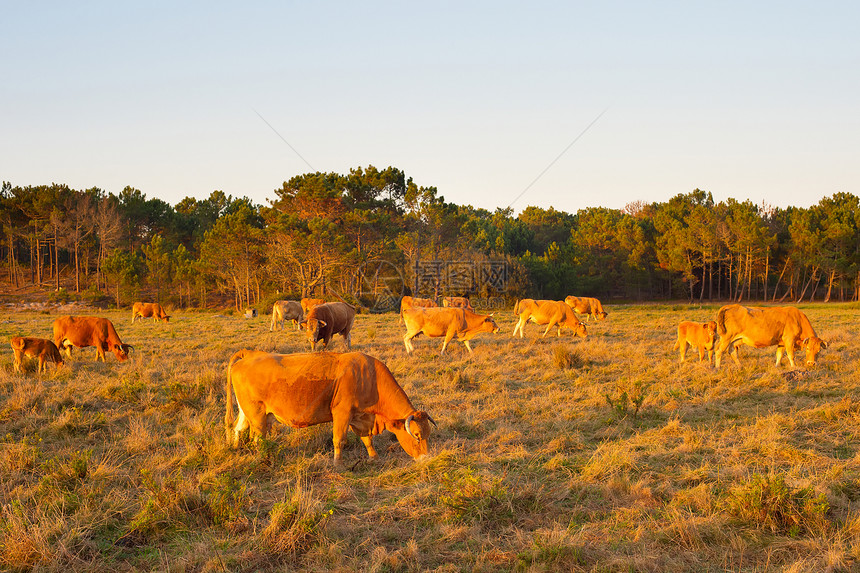 牛群在田野上放牧图片