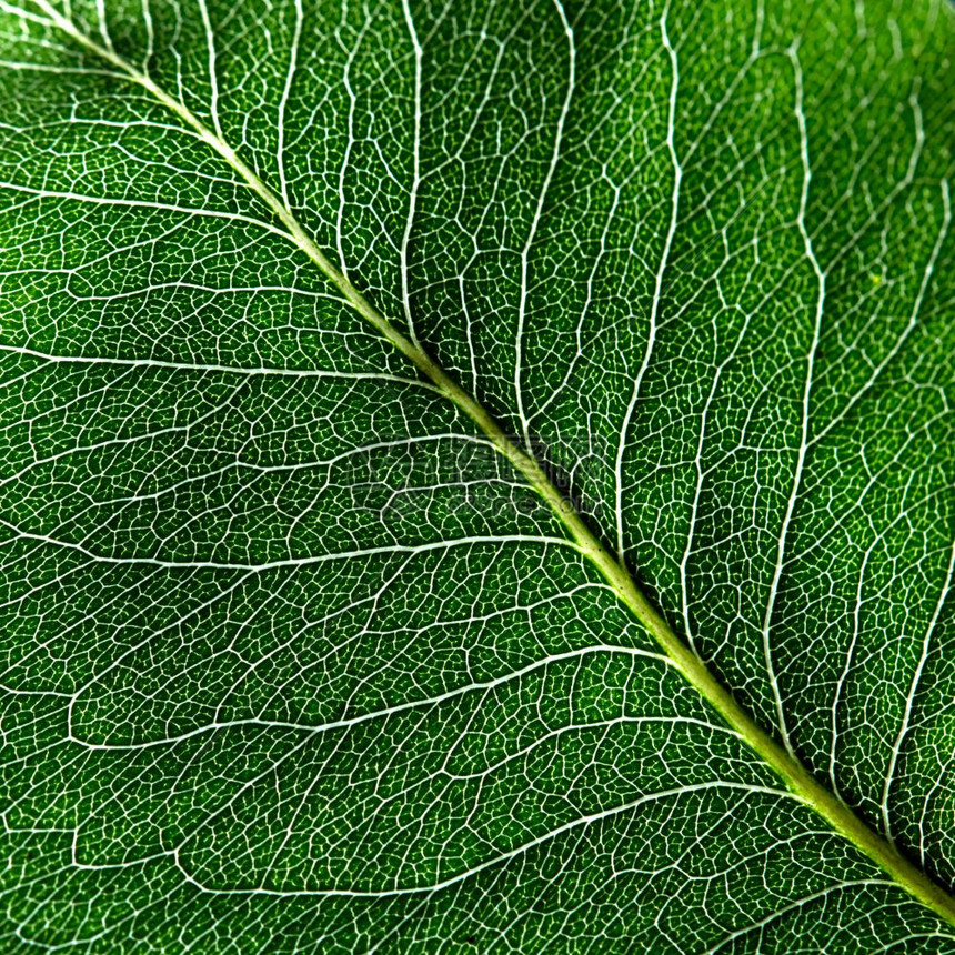 深绿色叶子的宏观照片叶静脉作为您想法背景的自然图案顶部视绿色叶最小一线的宏观图案自然布局图案图片